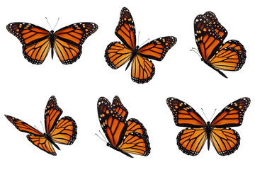 Obraz na płótnie Canvas six monarch butterfly
