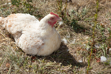 white hen sitting in the garden lays a chicken egg in coop hens house at home garden