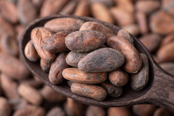 Roasted cocoa beans in dark wooden spoon. Harvested cocoa, close up shot in spoon