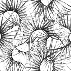 Fototapeta premium Tropical Leaf. Black White Modern Motif.