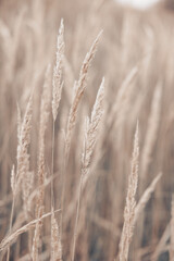 Pampas grass in autumn. Natural background. Dry beige reed. Pastel neutral colors and earth tones....