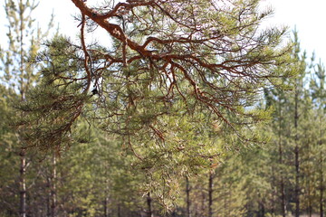 Pine trees branches against blue sky	
