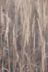 Fototapeta premium Pampas grass in autumn. Natural background. Dry beige reed. Pastel neutral colors and earth tones. Banner. Selective focus.