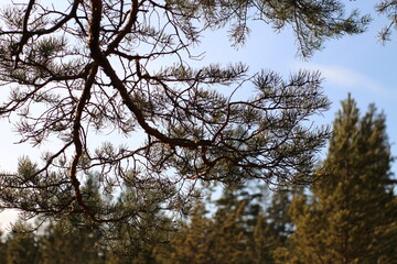 Pine trees branches against blue sky	