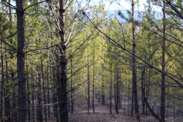 Pine trees branches against blue sky	
