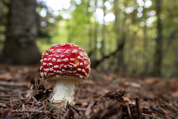 Amanita Muscaria mushrooms growing wild in the forest 