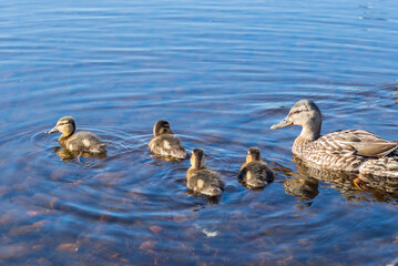 A wild mallard swims with newborn ducklings in the clear water of a large lake.