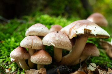 Wild mushroom growing in the forest during autumn