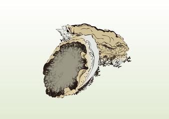 鮑,あわび,アワビ,刺身,食材,食べ物,シーフード,居酒屋,飲食,飲食店,寿司,Abalone, Sashimi, Ingredients, Food, Seafood, Izakaya, Restaurant, Restaurant, Sushi,浮世絵,錦絵,日本画,ukiyoe,nihonga