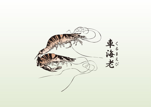 日本画　車海老 日本画車海老