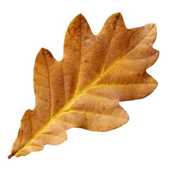 Autumn oak leaf isolated on a white background, fallen brown leaf. Herbarium.