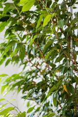 Green leaves of house plant Ficus benjamina close-up. Vertical Orientation