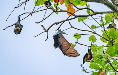 Flying-fox (Pteropus Alecto) or Fruit Bat, hanging in a tree with open winds, Pangkor Island, Malaysia 