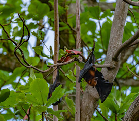 Flying-fox (Pteropus Alecto) or Fruit Bat, hanging in a tree, Pangkor Island, Malaysia 