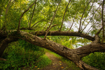 Obraz premium A tree has fallen across the forest path by the river