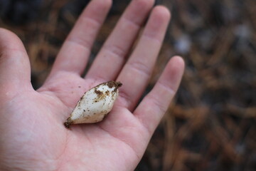 Bulb in woman's hand. Bulb is structurally a short stem with fleshy leaves or leaf bases that function as food storage organs during dormancy to enable the plant to survive adverse conditions
