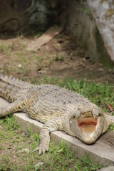 Fototapeta premium alligator in the everglades