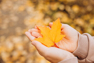 Close-up of child hands holding yellow autumn maple leaf. Autumn background. Selective focus