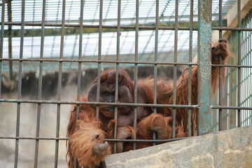 gorilla with brown fur in the zoo