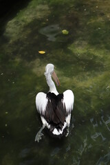 white pelican