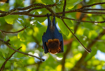 Flying-fox (Pteropus Alecto) or Fruit Bat, hanging in a tree, Pangkor Island, Malaysia 