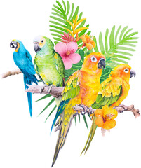 parrot Macaw and hibiscus paradise flower watercolor hand painted
