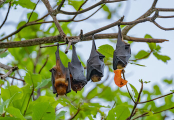 Flying-fox (Pteropus Alecto) or Fruit Bat, hanging in a tree, Pangkor Island, Malaysia 