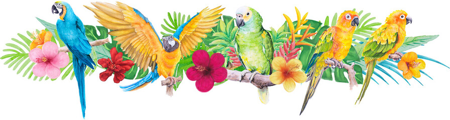 parrot Macaw and hibiscus paradise flower watercolor hand painted