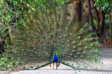 Obraz premium Peacock panning beautiful tails