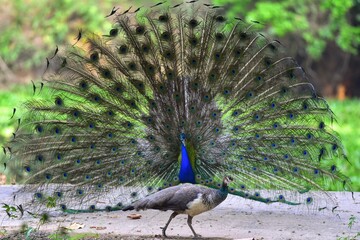 Fototapeta premium Peacock panning beautiful tails