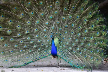 Obraz premium Peacock panning beautiful tails