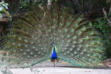 Obraz premium Peacock panning beautiful tails