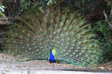 Obraz premium Peacock panning beautiful tails