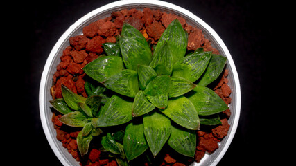 Isolated green Haworthia plant on dark background. Potted Haworthia in detail