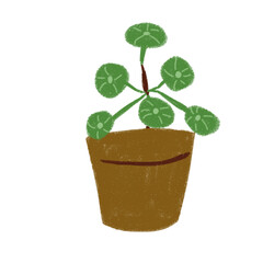 plant in a pot isolated on white