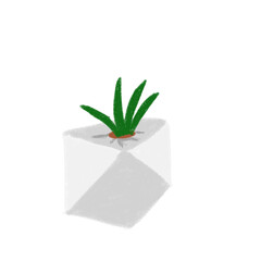 plant in a white pot isolated