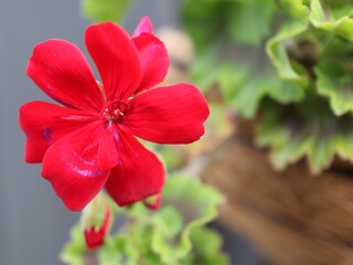 red hibiscus flower