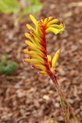 Beautiful red and yellow kangaroo paw native flowers in Queensland Australia