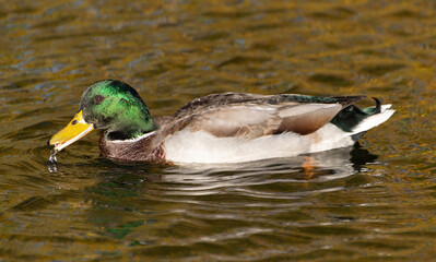 A drake with a green head in a city pond. Autumn leaves are reflected in the water, giving it a yellowish tint.