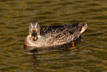 A duck with brown plumage swims in a city pond. Autumn leaves are reflected in the water, giving it a yellowish tint.