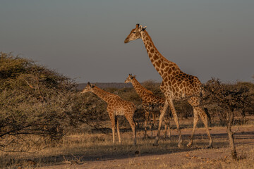 Giraffe Kenya masai mara.(Giraffa reticulata) sunset.