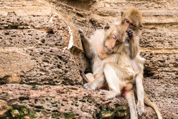Thailand Lopburi Monkey at lopburi Thaialnd.