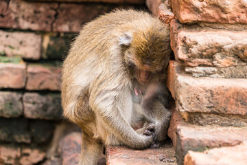 Thailand Lopburi Monkey at lopburi Thaialnd.
