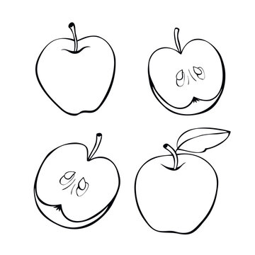 Vector contour drawing of whole and cut in half apple in doodle style. Hand-drawn isolated fruit. Clipart, symbol of harvest, summer, autumn, garden, healthy food, school snack