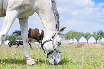 portrait horse