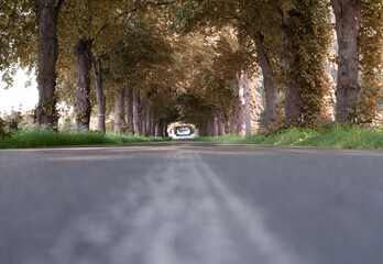 tree arches across a road