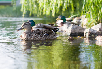 wild ducks