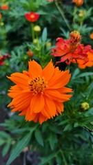 Bangladeshi growing flowers