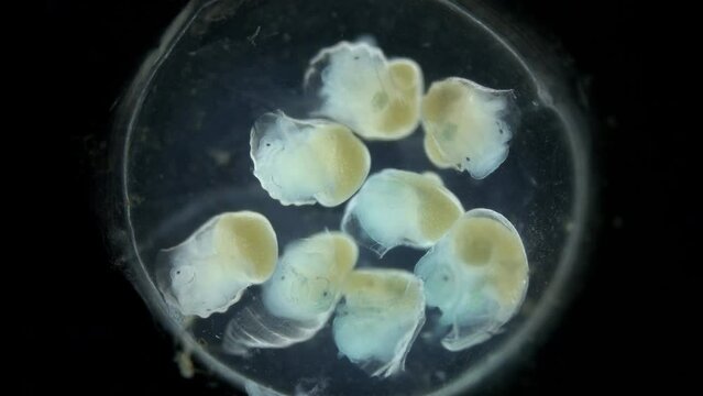 Movement of the formed larvae of the veliger Mollusca in the laid eggs under a microscope, Oenopotinae subfamily, class Gastropoda. White Sea.