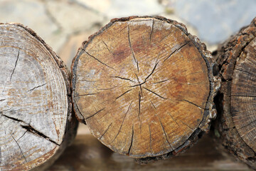 Naklejka premium The way to estimate tree age is to count the rings of annual tree growth.